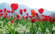 Tulip Fields of Turkey