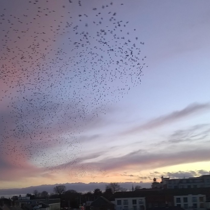 Birds Over Norwich 1