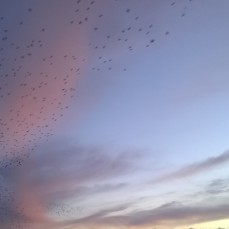 Birds Over Norwich 2