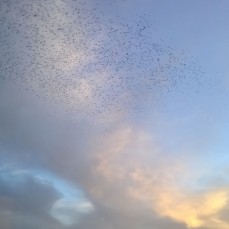 Birds Over Norwich