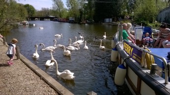 Swans and Ferry